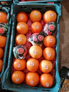 پرتقال صادراتی ساری